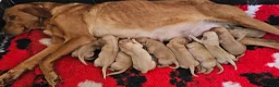 Labrador Retriever dogs for sale: 10 FOX RED KC LABS WITH HEALTH TESTED PARENTS - Advert 24