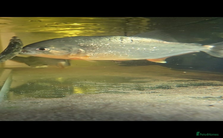 Piranhas fish - Advert 1
