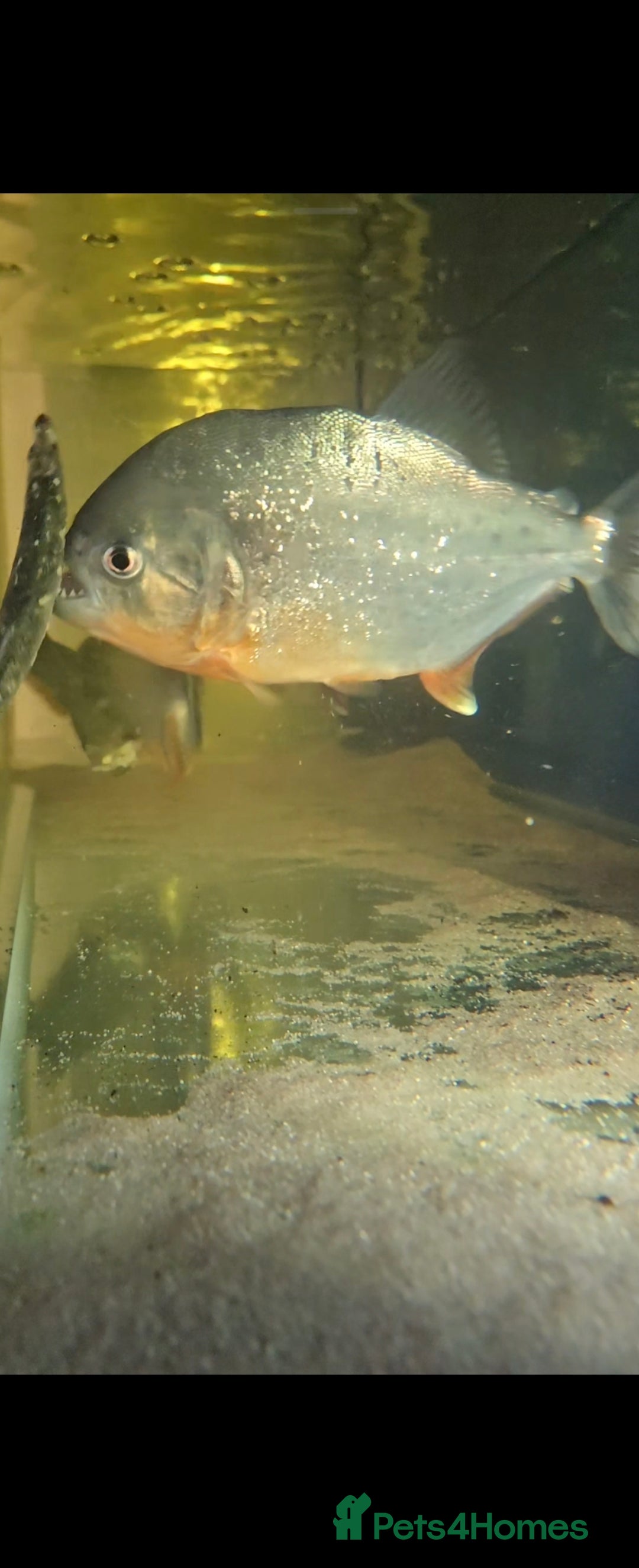 Piranhas fish for sale: Red belly piranhas  - Image 1