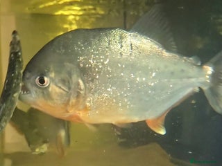 Piranhas fish - Advert 2