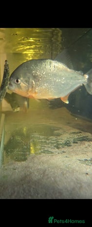 Piranhas fish - Advert 1