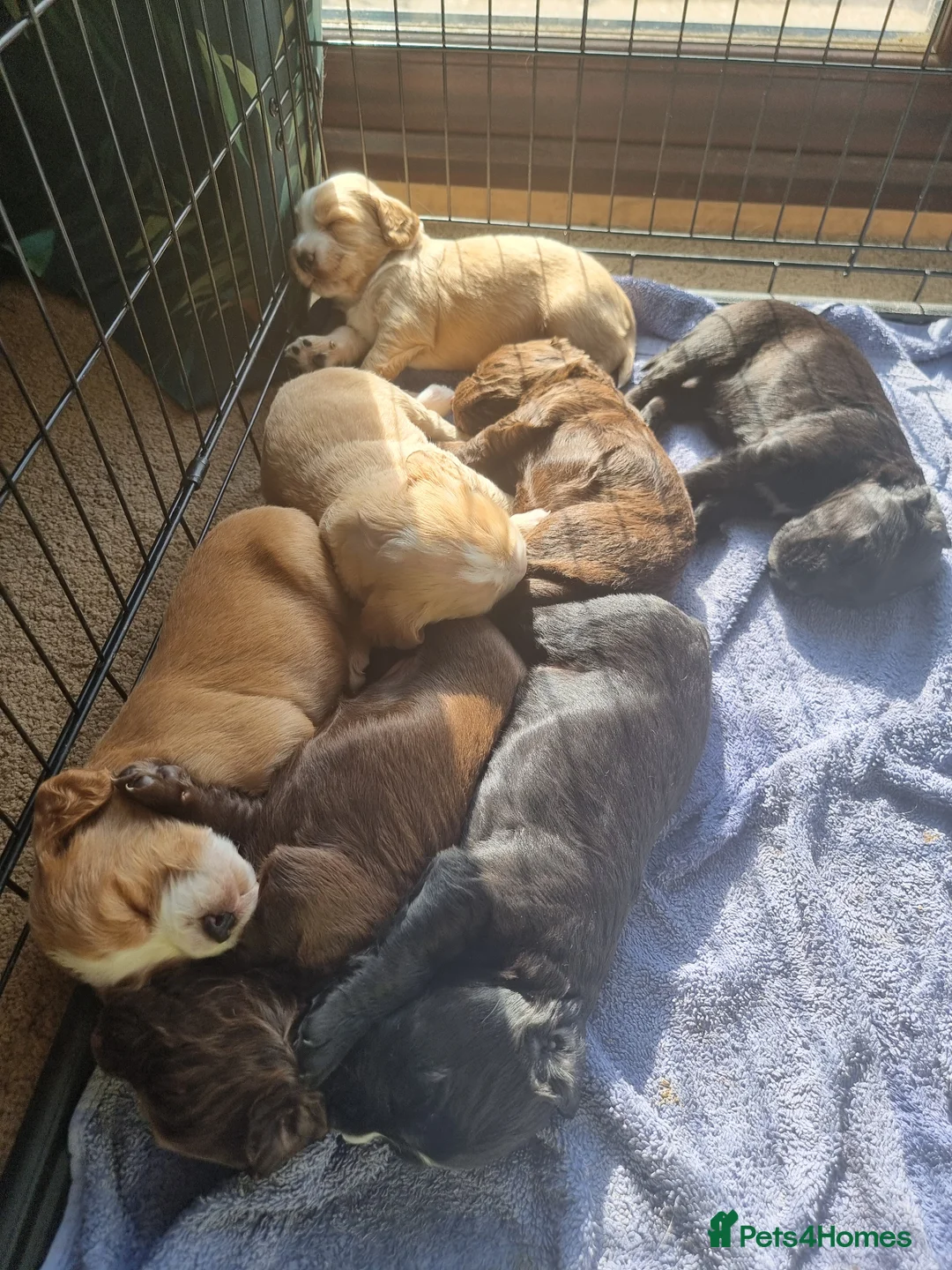 Cocker Spaniel dogs for sale: Cocker spaniel puppies  in Alford - Advert 1