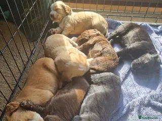 Cocker Spaniel dogs Cocker spaniel puppies - Advert 1