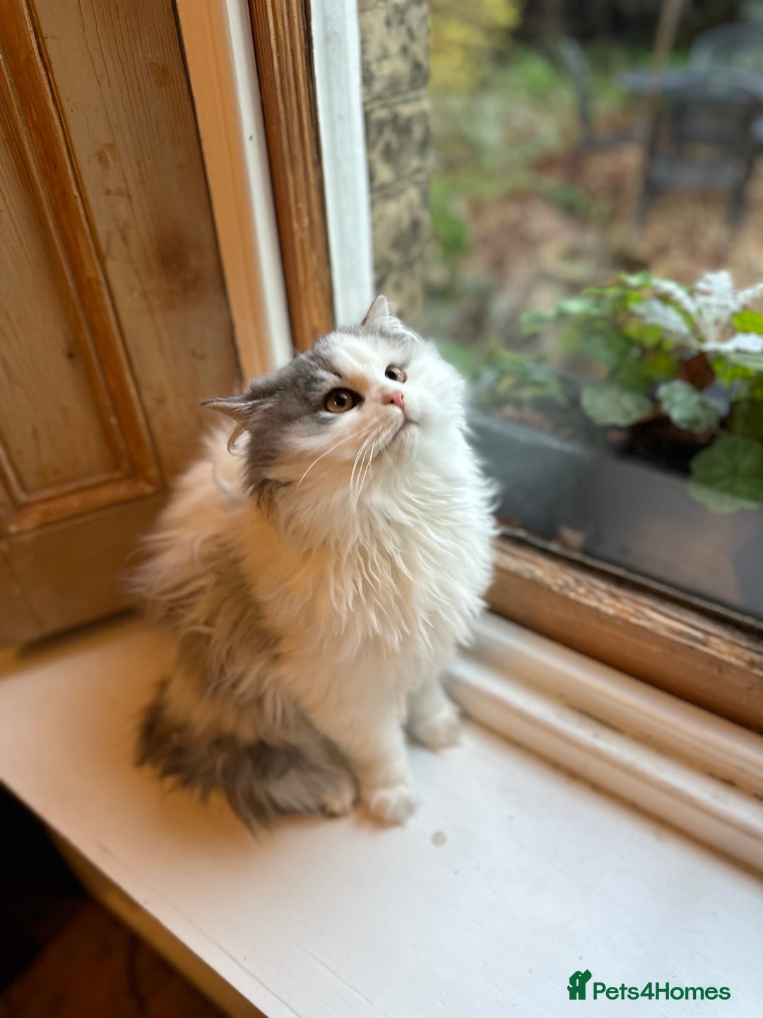 Siberian cats for sale: 2 Pedigree Siberian kittens hypoallergenic - ready - Advert 16