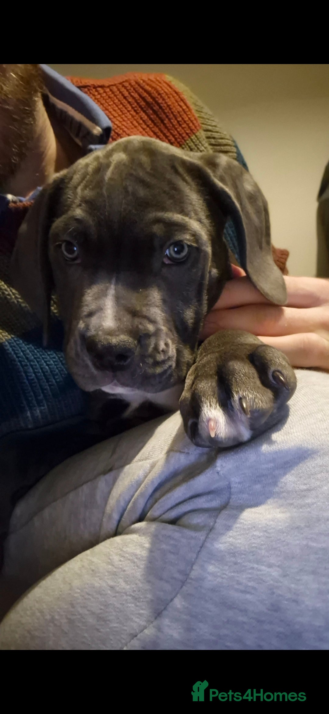 Cane Corso dogs Ready for new homes, cane corsos.  - Advert 3