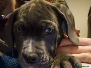 Cane Corso dogs Ready for new homes, cane corsos. - Advert 3