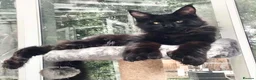 Maine Coon cats for sale: ⚜️ championline maine coon kittens ⚜️ polydactyl - Advert 5