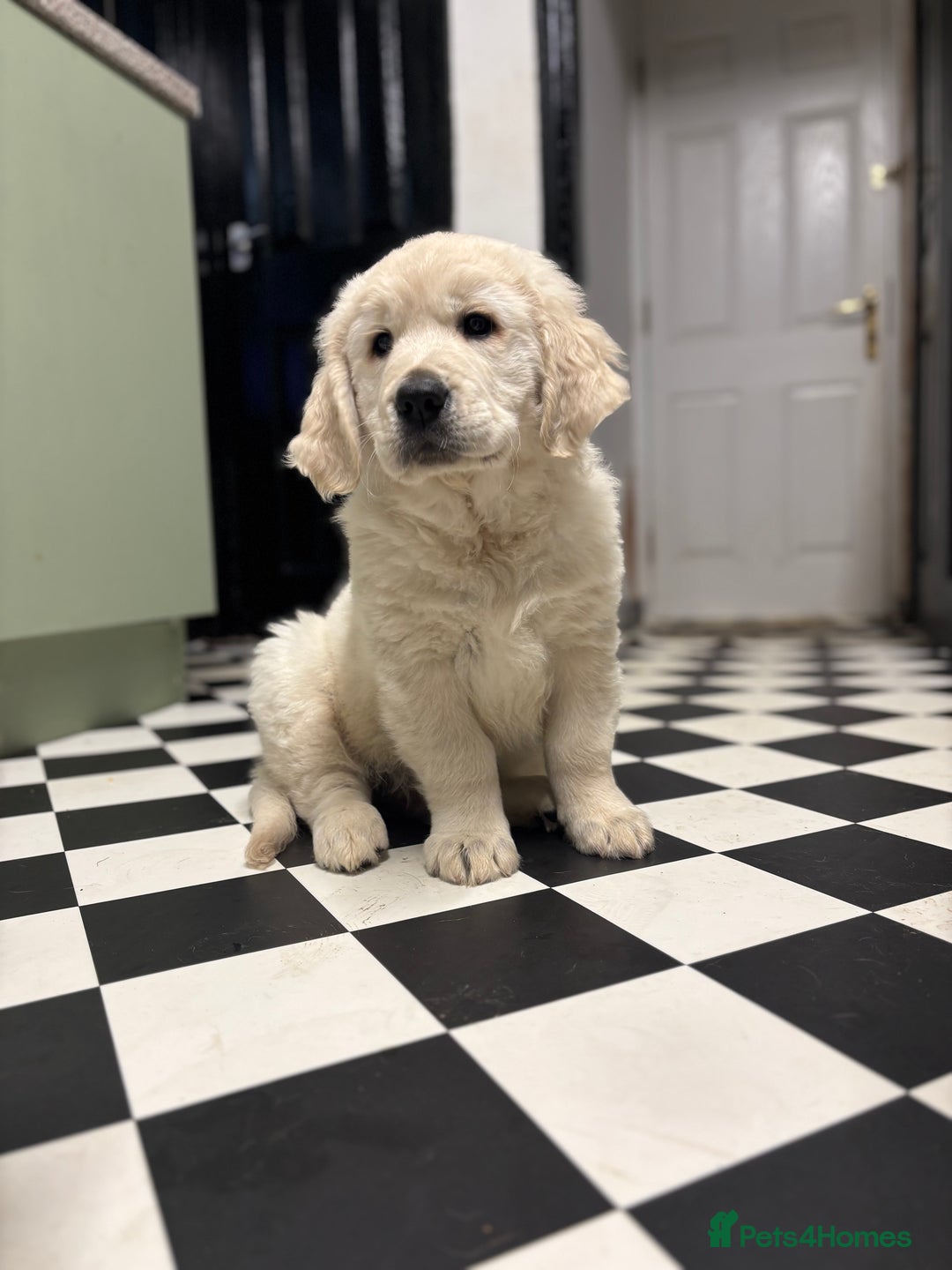 Golden Retriever dogs for sale: Golden retriever 9 weeks old - Image 2