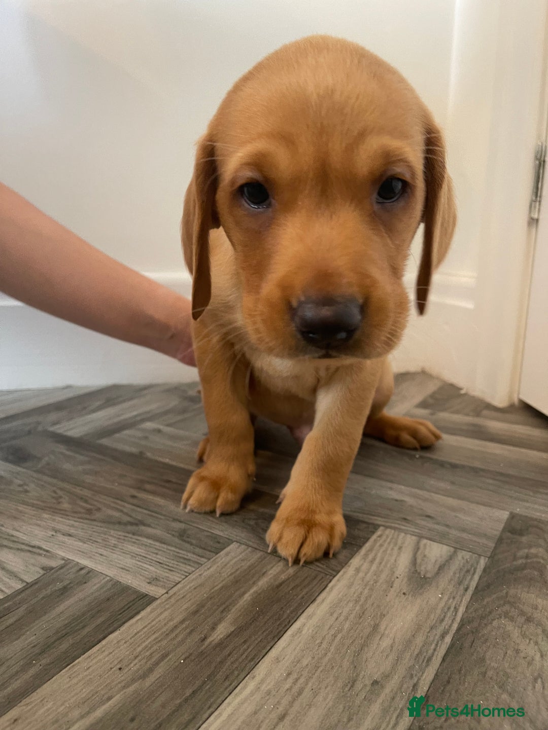 Labrador Retriever dogs for sale: Red Fox Labrador Puppies  - Image 15