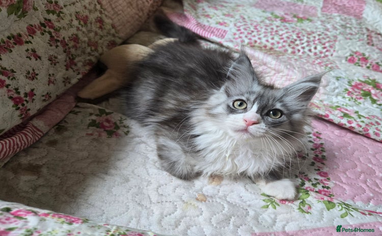 Maine Coon cats - Advert 2