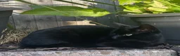Domestic Shorthair cats for sale: Black boy who loves cuddles in Birmingham - Advert 4