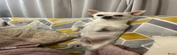 Chihuahua dogs for sale: Two rare Russian, three year-old adult Chihuahuas - Advert 7