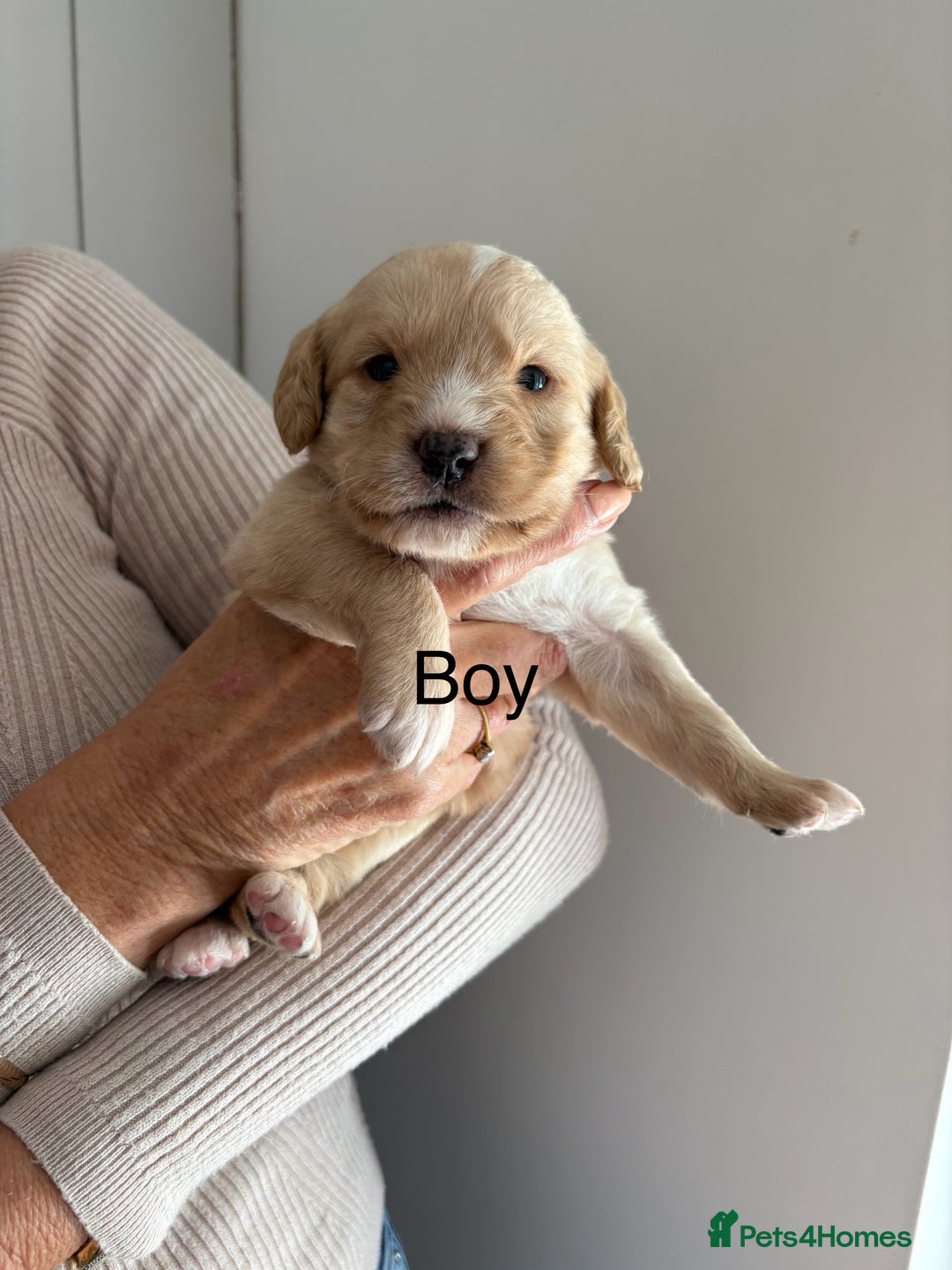 Labradoodle dogs for sale: Miniature Labradoodle Pups - Image 6