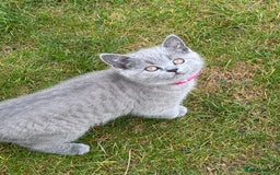 British Shorthair cats for sale: 🐾✨ Beautiful British Shorthair Cat Available ✨🐾 - Image 16