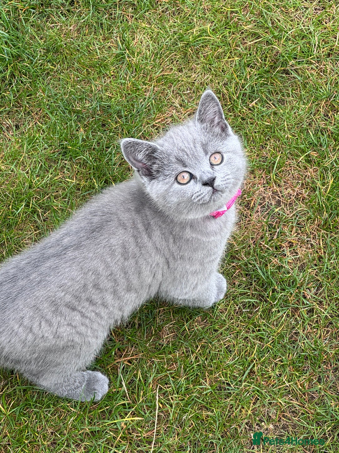 British Shorthair cats for sale: 🐾✨ Beautiful British Shorthair Cat Available ✨🐾 - Image 16