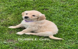 Golden Retriever dogs for sale: KC GOLDEN RETRIEVER PUPPIES  - Image 5