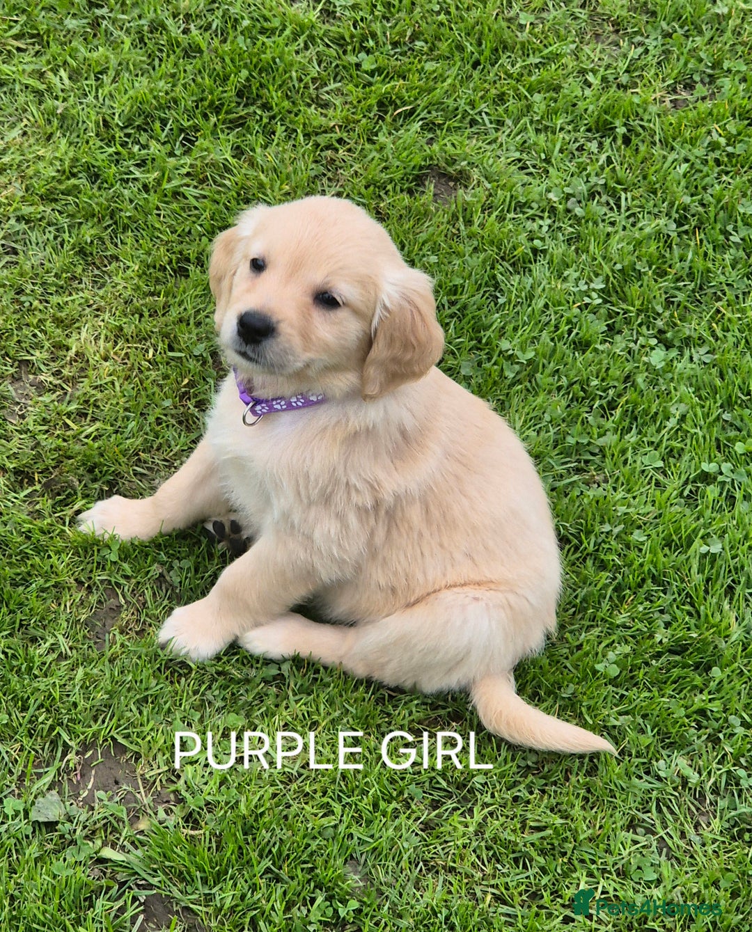 Golden Retriever dogs for sale: KC GOLDEN RETRIEVER PUPPIES  - Image 5