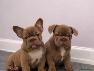 French Bulldog dogs Ready now - Beautiful Micro frenchie litter - Advert 13