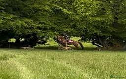 Irish Thoroughbred horses for sale: 6 yr old allrounder, 15.2, Irish mare in Bargoed - Image 24