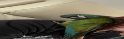 Macaws birds for sale: Male illinger’s  macaw  - Advert 8