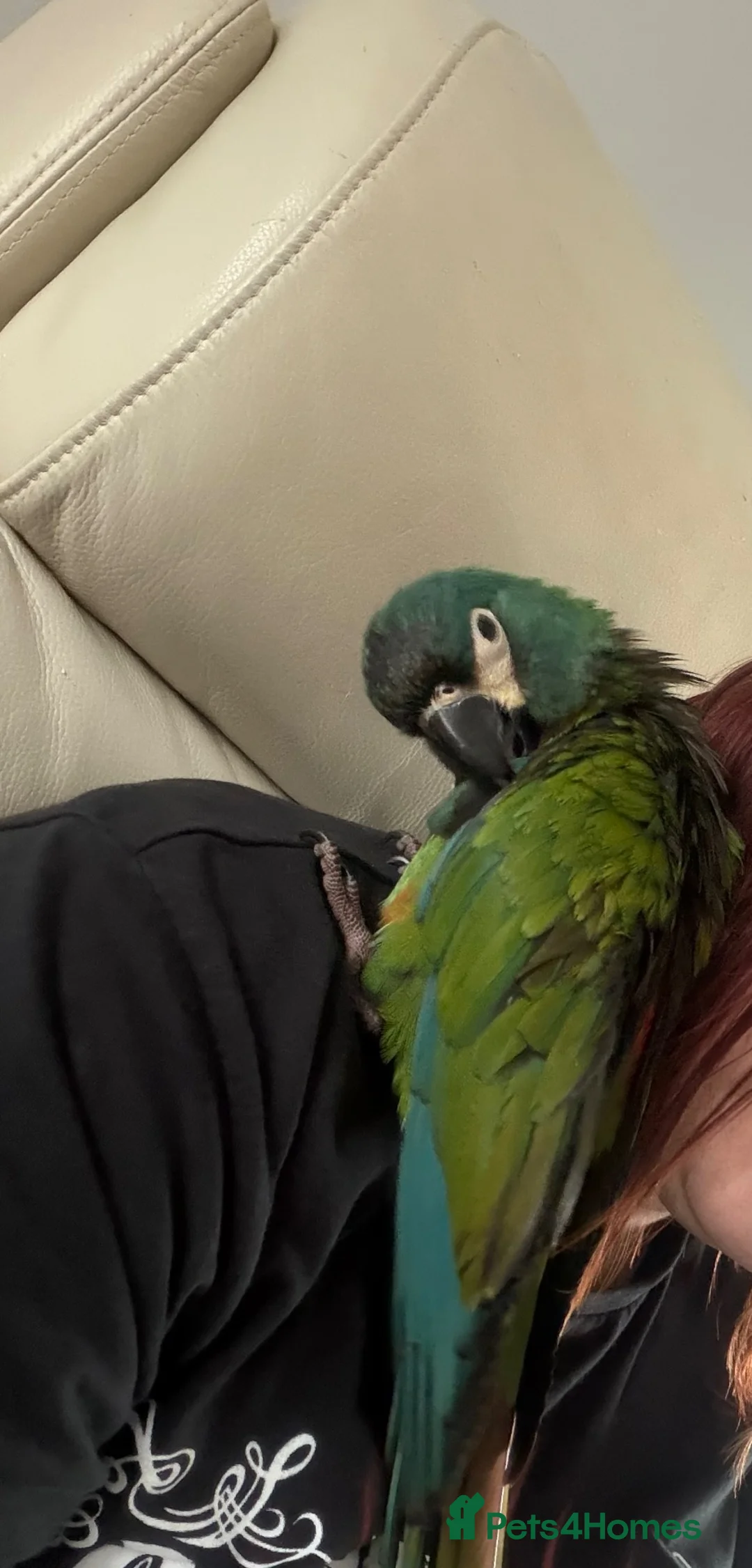 Macaws birds for sale: Male illinger’s  macaw  - Advert 8
