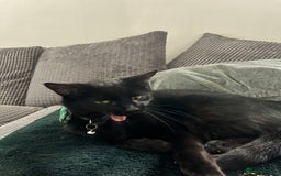 Bombay cats for sale: 2 female cats - Image 4