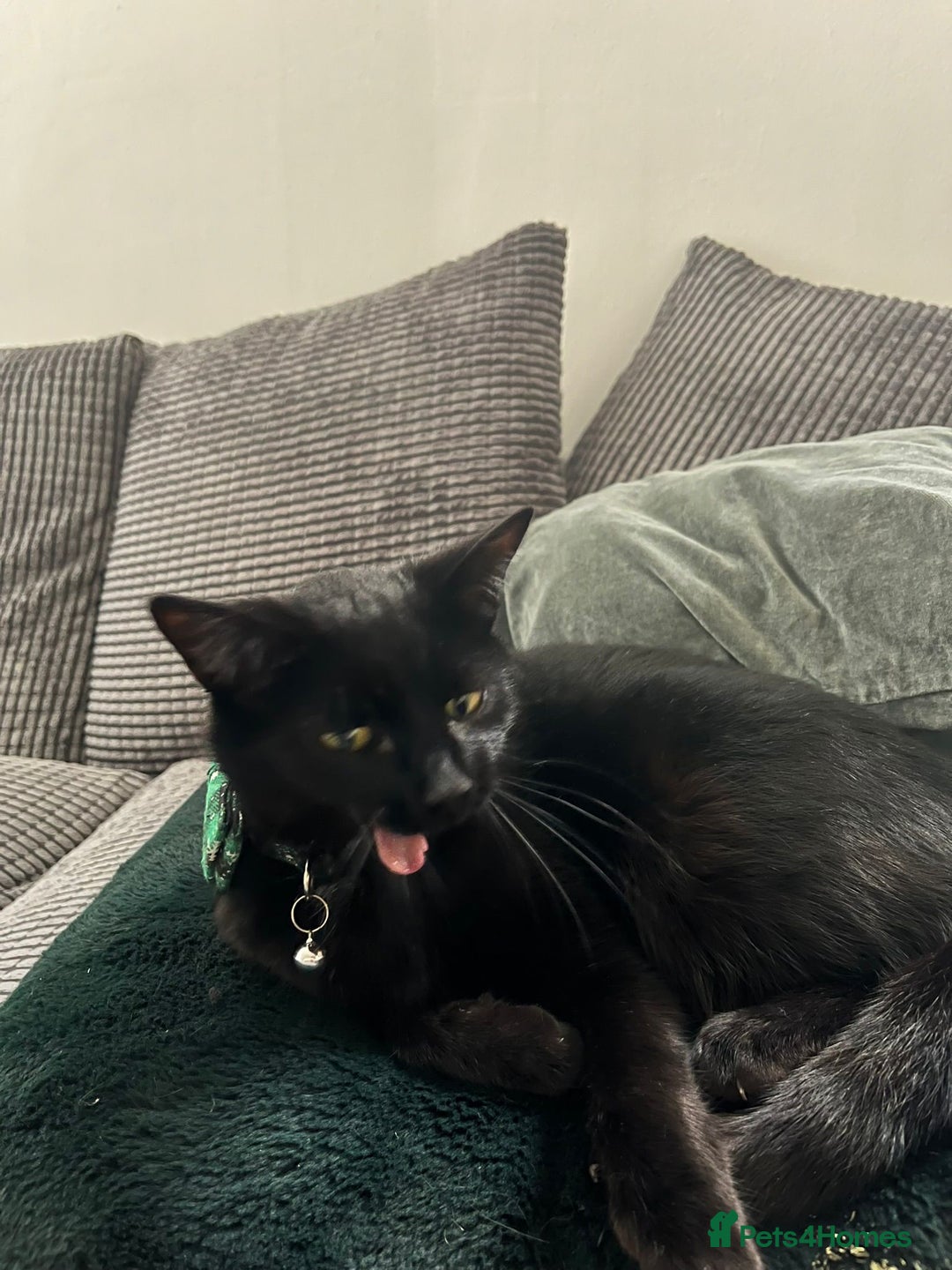 Bombay cats for sale: 2 female cats - Image 4