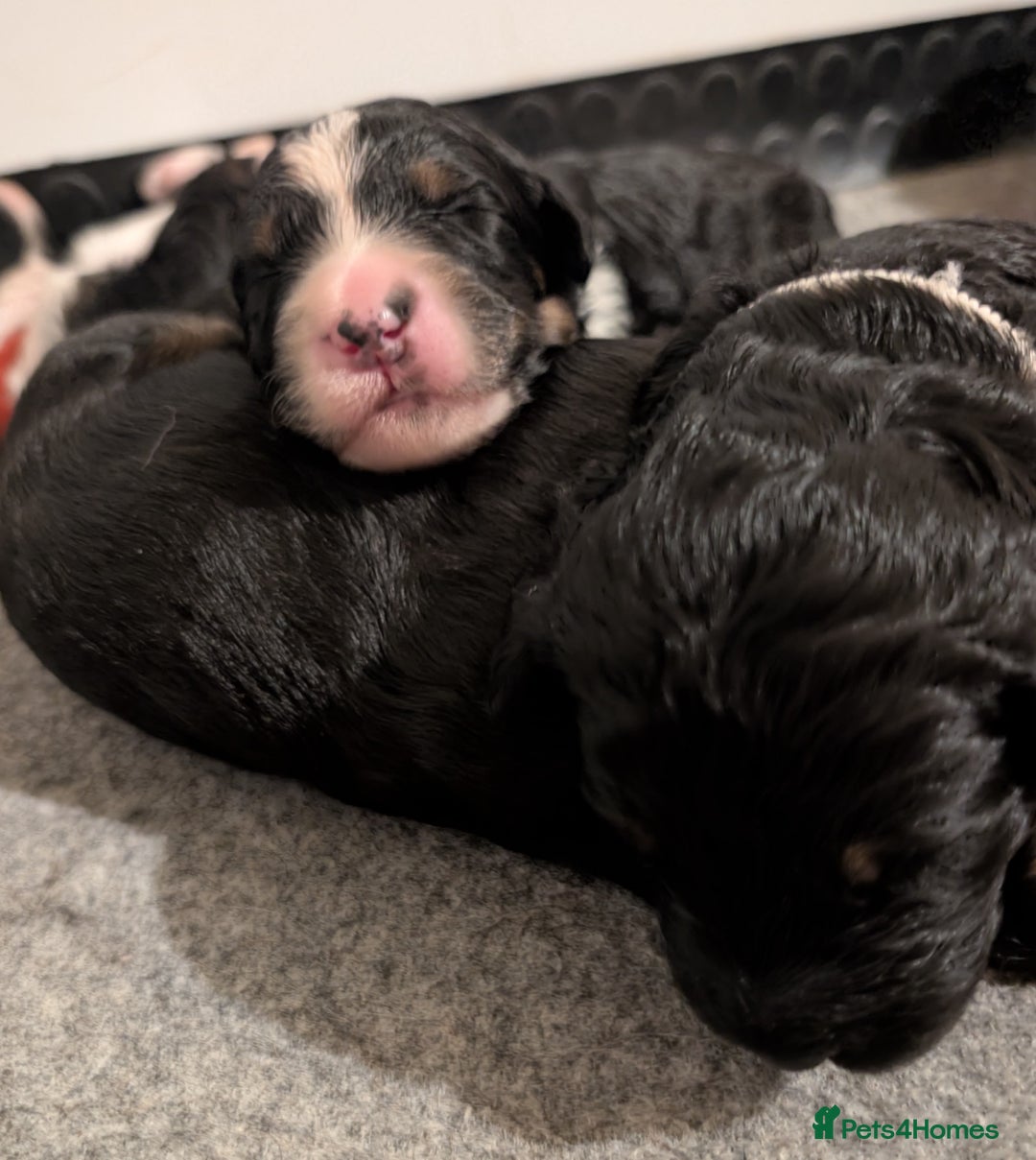 Bernedoodle dogs for sale: Bernedoodle Puppies  - Advert 2