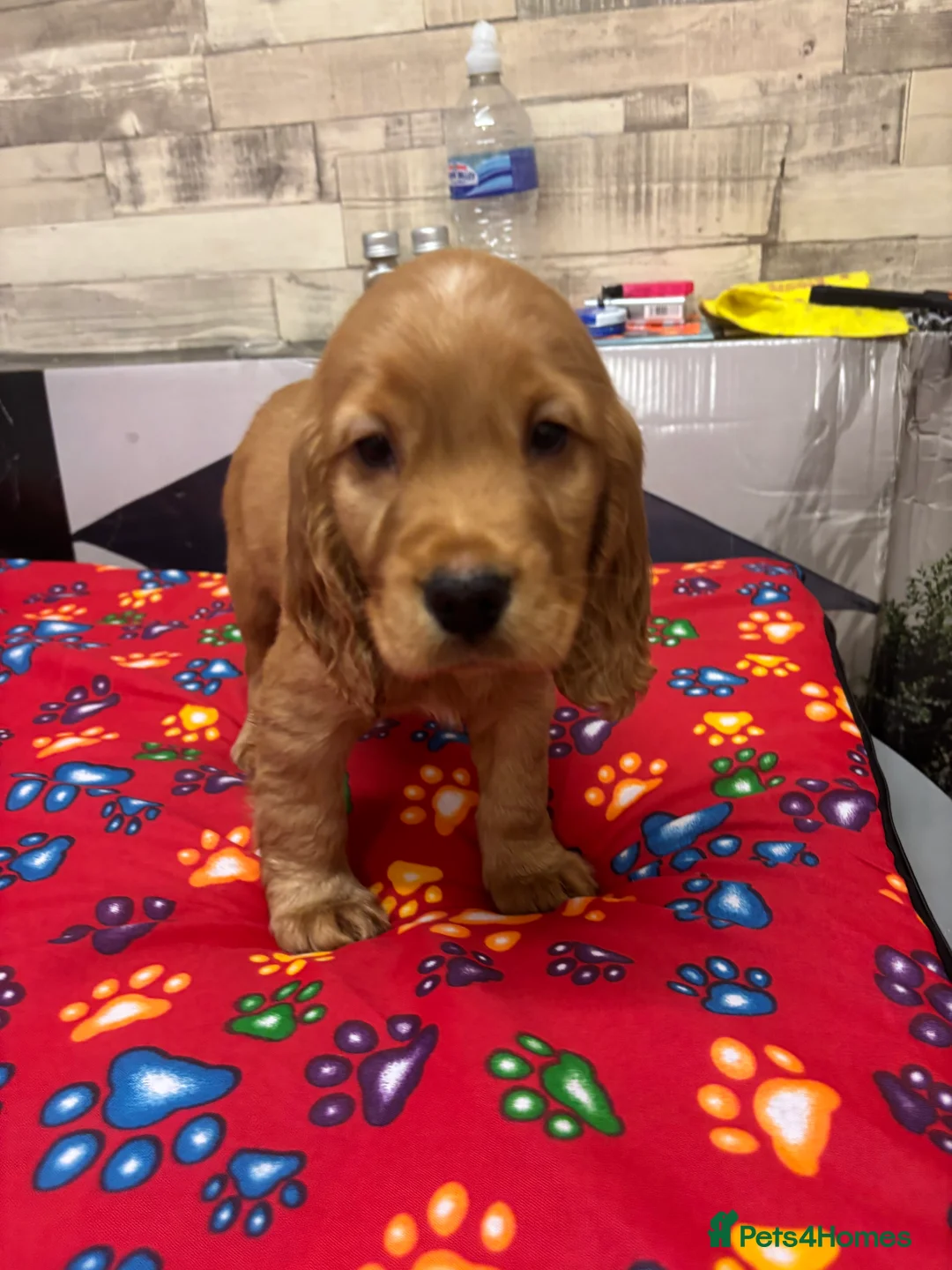 Cocker Spaniel dogs for sale: Cocker spaniels  - Advert 8