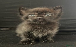 Mixed Breed cats for sale: Beautiful kittens  - Image 12