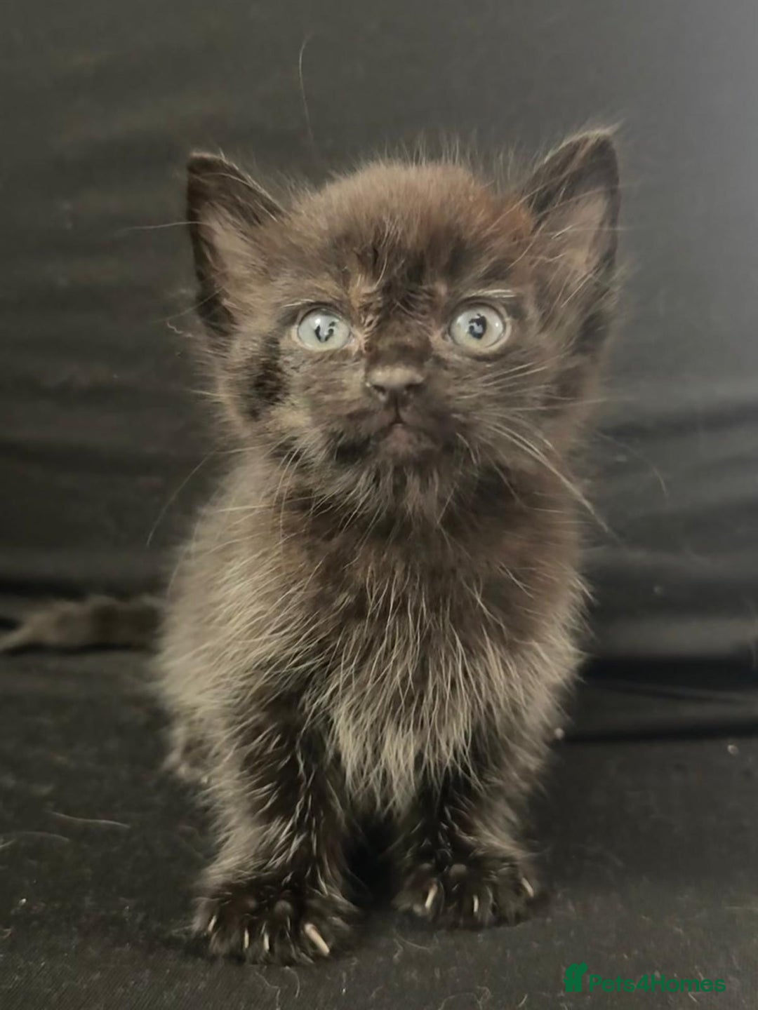 Mixed Breed cats for sale: Beautiful kittens  - Image 12