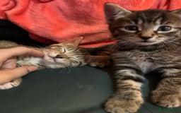Mixed Breed cats for sale: Kittens ready to leave now  - Image 4