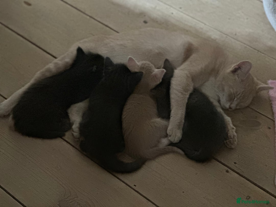 Mixed Breed cats for sale: Two beautiful kittens  - Image 11