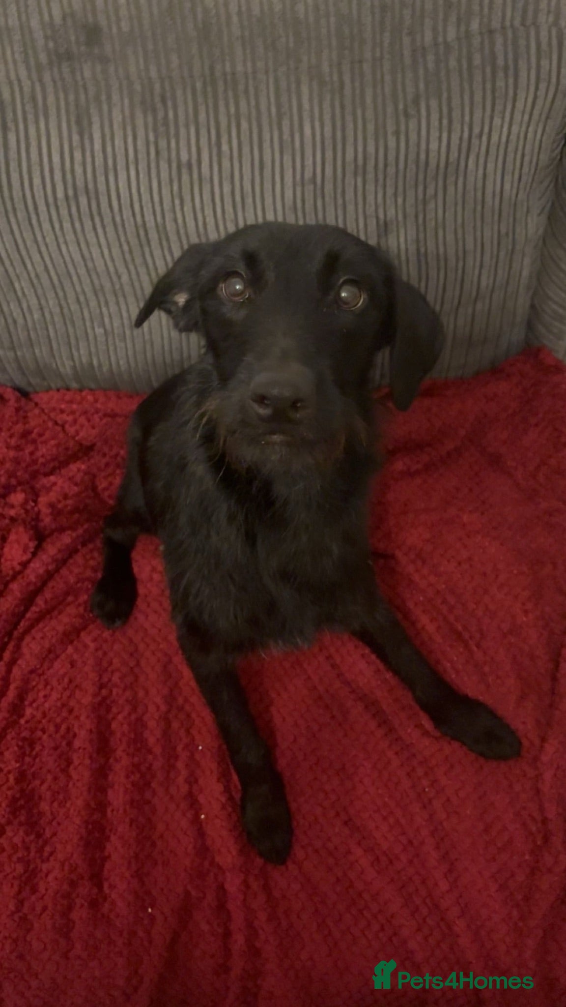 Sheprador dogs Beautiful pup available now - Advert 5