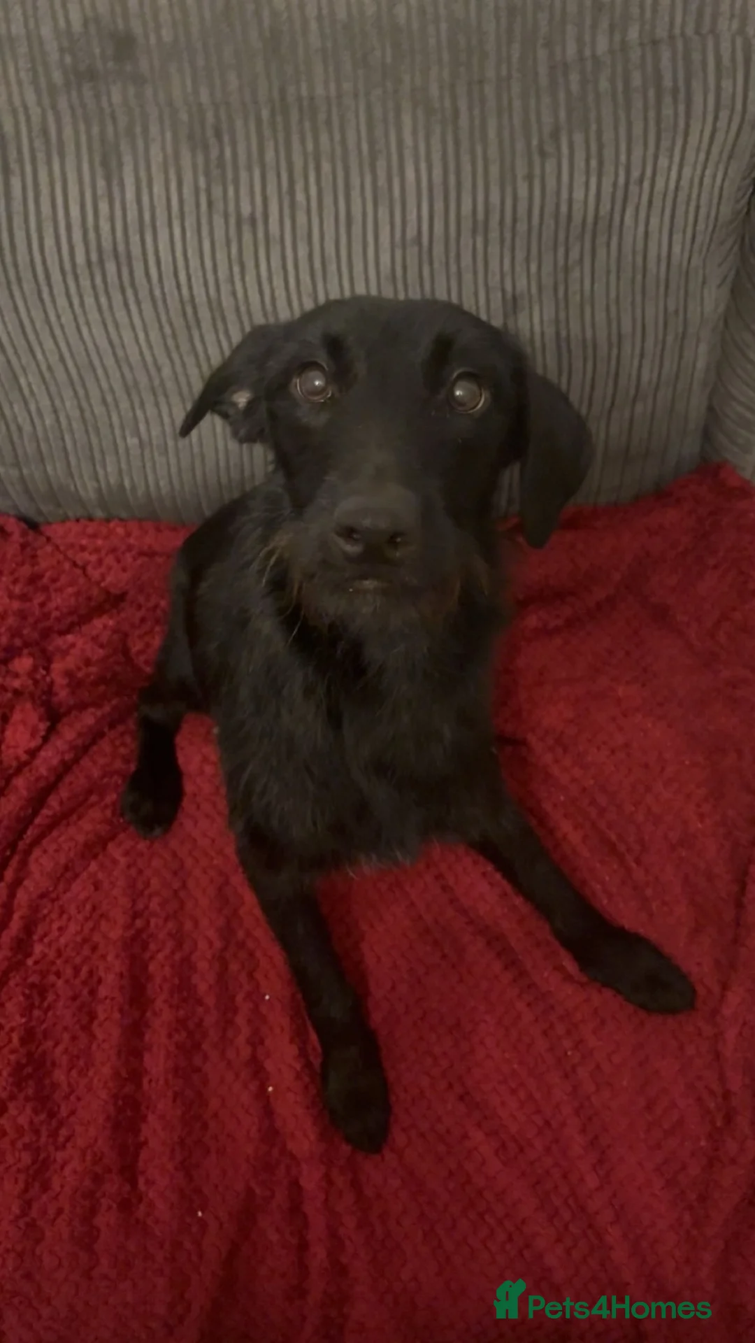 Sheprador dogs for sale: Beautiful pup available now - Advert 1