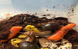 Mixed Breed rodents for sale: African land snail babies.  - Image 5