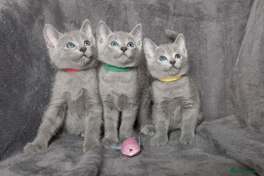 Russian Blue cats TICA Reg Boutique Russian Blue Kittens  - Advert 6
