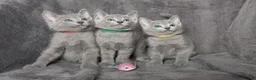 Russian Blue cats for sale: TICA Reg Boutique Russian Blue Kittens  - Advert 13