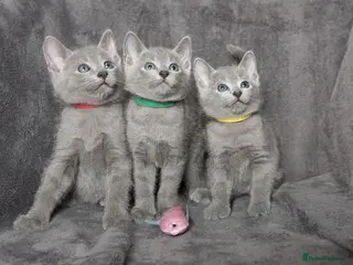 Russian Blue cats TICA Reg Boutique Russian Blue Kittens - Advert 6