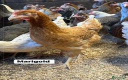 Chickens poultry for sale: Point of lay fully vaccinated Hens, lots of breeds - Image 9