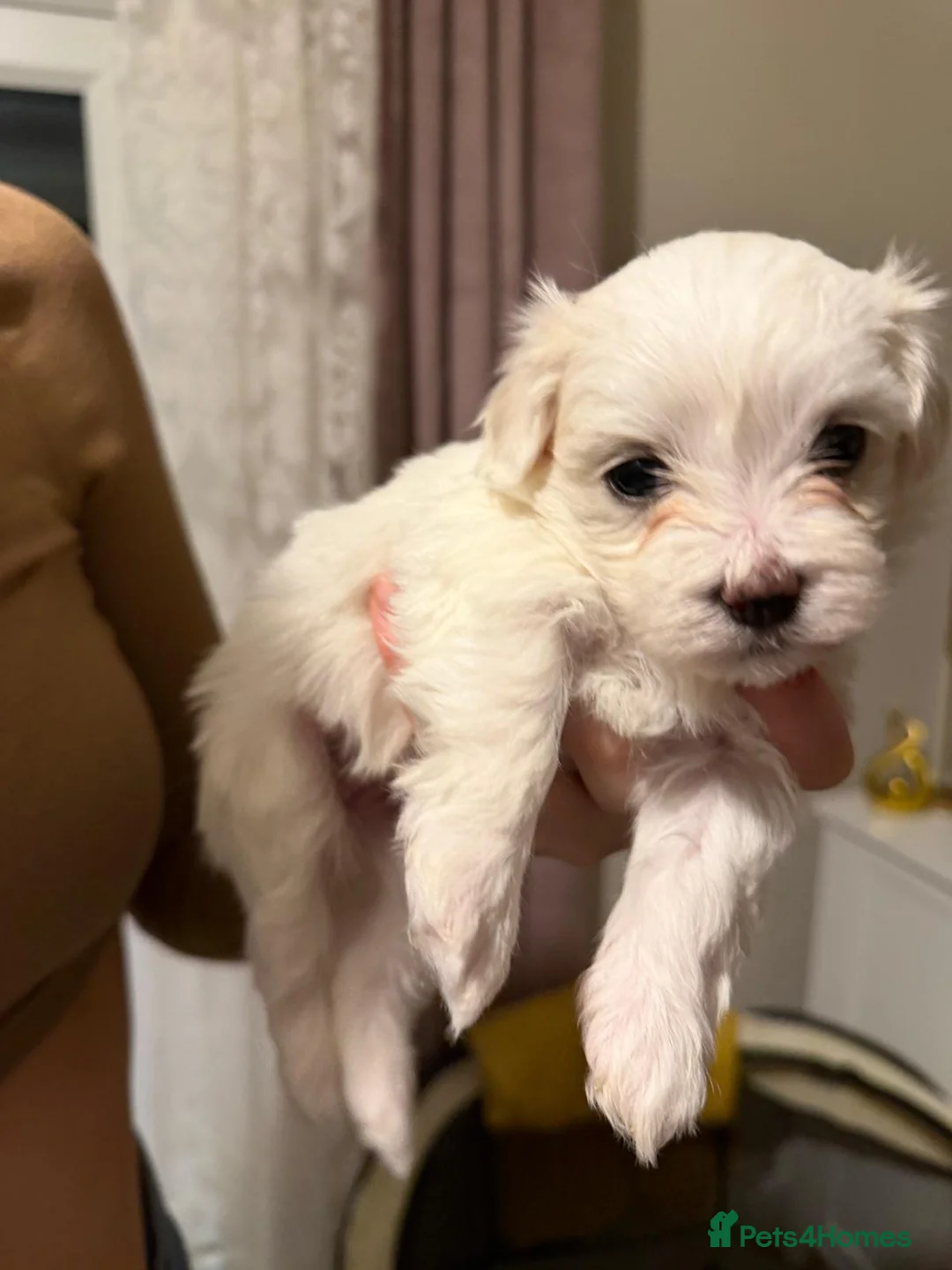 Maltese dogs for sale: Maltese babies - Advert 29