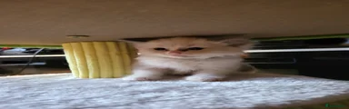 Ragdoll 3