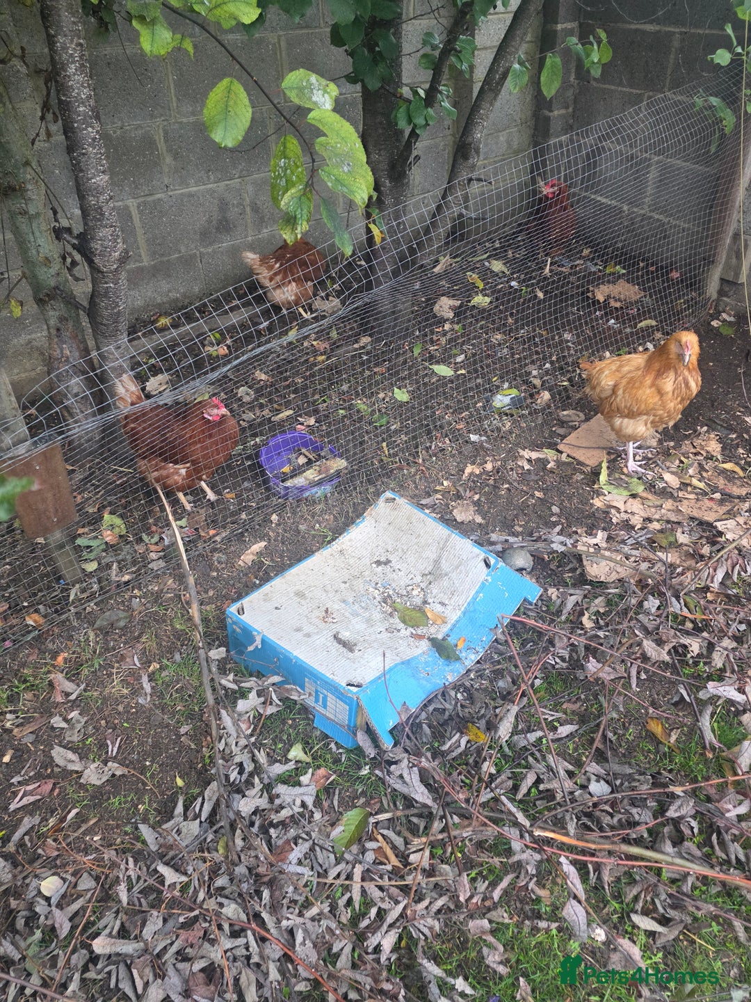Chickens poultry for sale: Female chickens and male chickens - Image 5
