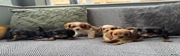 Cavalier King Charles Spaniel dogs for sale: Cavalier King Charles spaniel puppies. Ready now - Advert 7