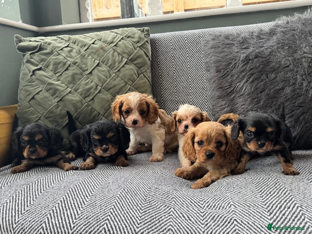 Cavalier King Charles Spaniel dogs for sale: Cavalier King Charles spaniel puppies. Ready now - Advert 7