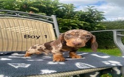 Miniature Dachshund dogs for sale: Beautiful Chocolate Dapple daschund puppies - Image 1