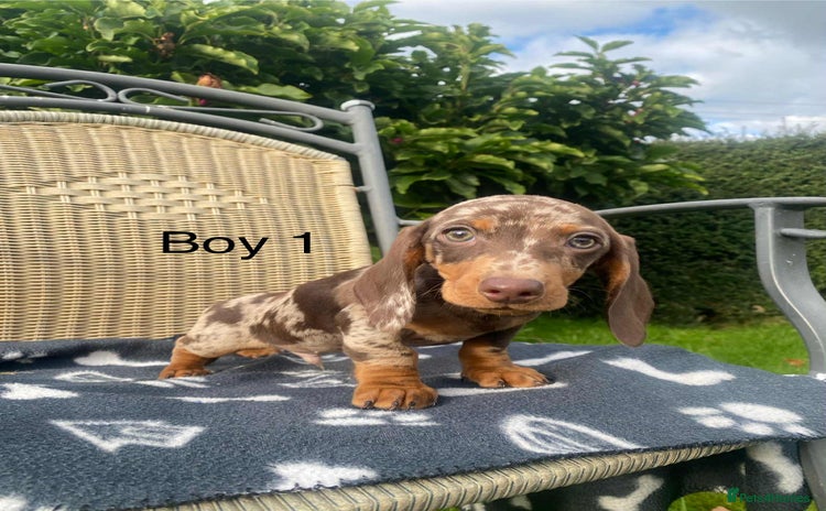 Miniature Dachshund dogs - Advert 16