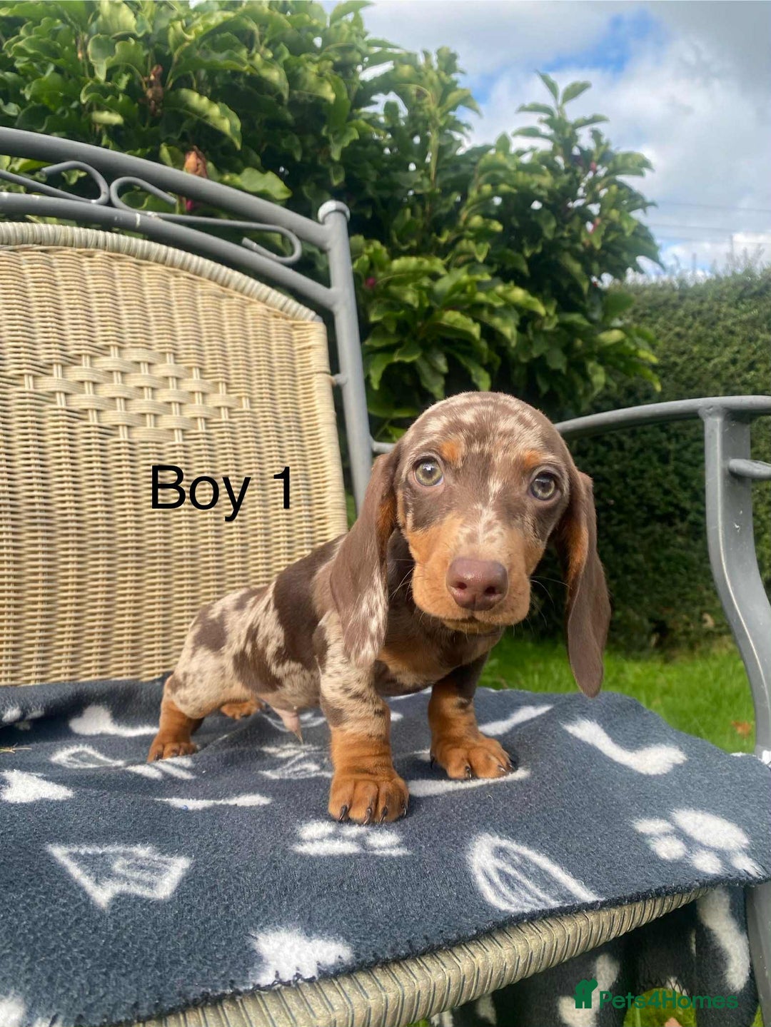 Miniature Dachshund dogs for sale: Beautiful Chocolate Dapple daschund puppies - Image 1