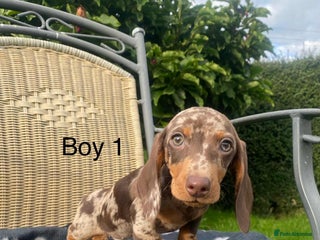 Miniature Dachshund dogs - Advert 24