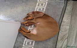 Miniature Dachshund dogs for sale: Miniature dachshund  - Image 4